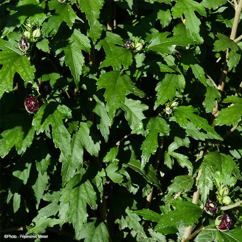 Hibiscus syriacus French Cabaret Purple - Tuinhibiscus (Foliage)