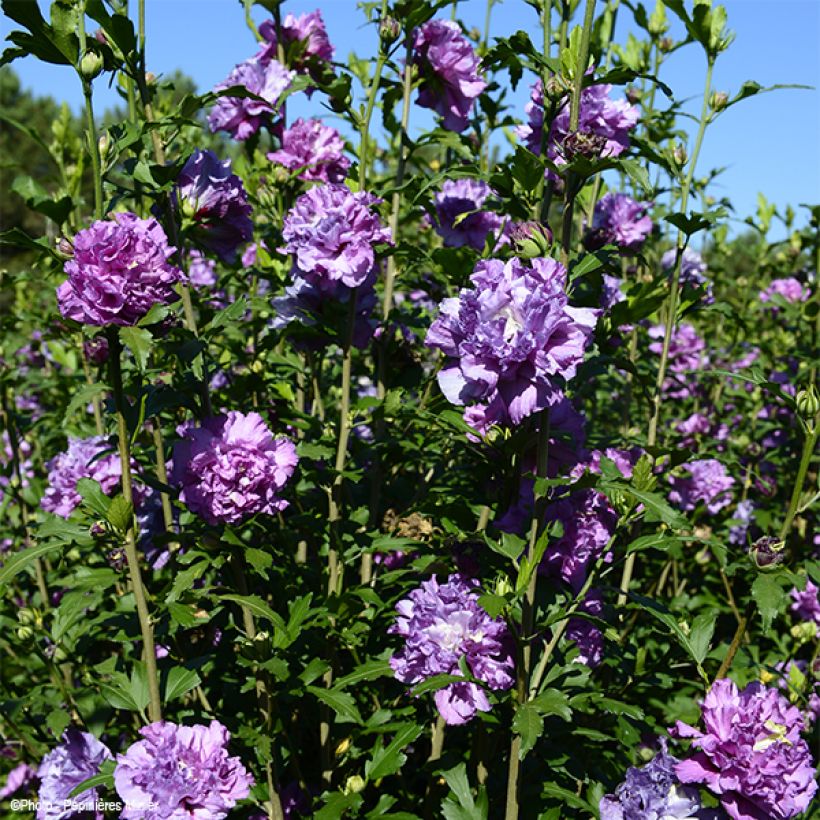 Hibiscus syriacus French Cabaret Purple - Tuinhibiscus (Plant habit)