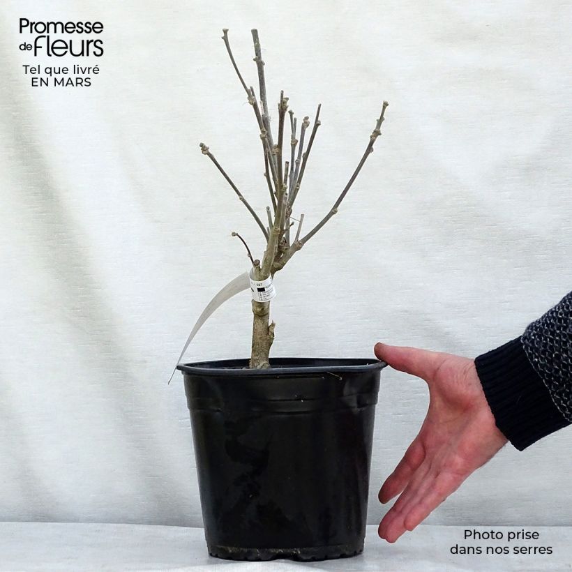 Example of Hibiscus French Cabaret Purple - Althéa double violette Pot van 3 l/4 l as you get in hiver