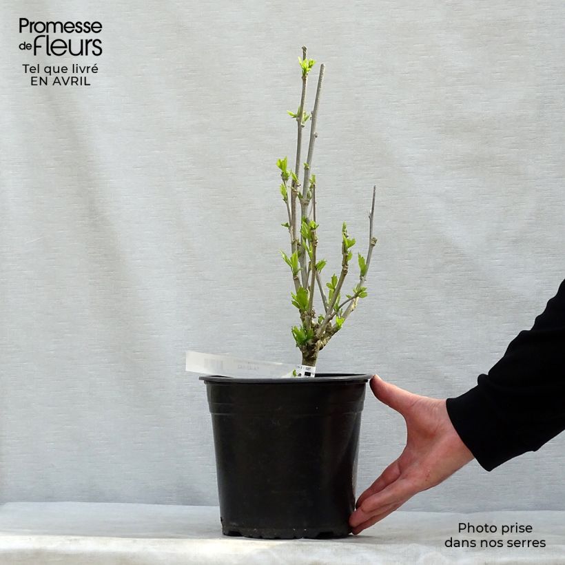 Exemplaar van Hibiscus syriacus French Cabaret Purple - Tuinhibiscus Pot van 3 l/4 l zoals geleverd in de lente