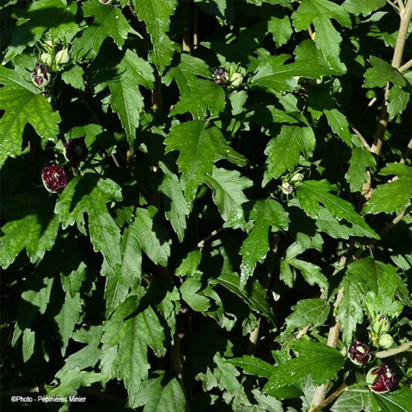 Tuinhibiscus French Cabaret Rood - Hibiscus (Foliage)