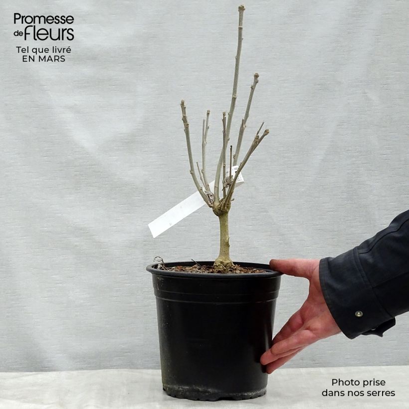 Exemplaar van Tuinhibiscus French Cabaret Rood - Hibiscus Pot van 3 l/4 l zoals geleverd in de lente