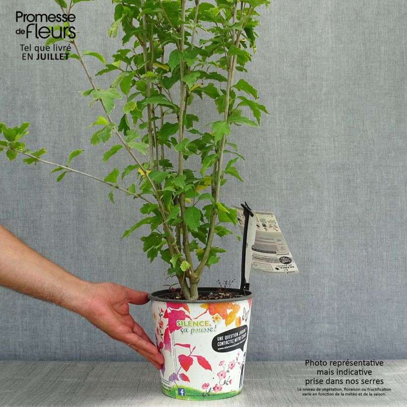 Exemplaar van Tuinhibiscus French Cabaret Rood - Hibiscus Pot van 3 l/4 l zoals geleverd in de zomer