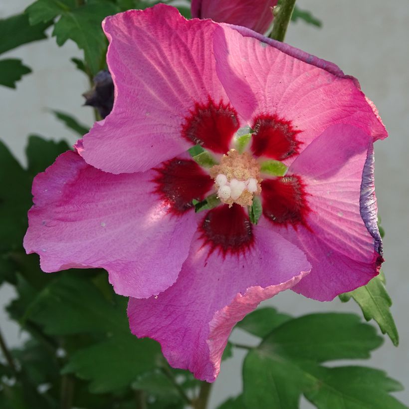 Hibiscus syriacus Pink Giant - Tuinhibiscus (Flowering)