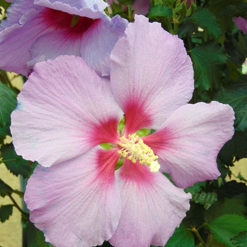 Hibiscus Rose Moon - Tuinhibiscus (Flowering)