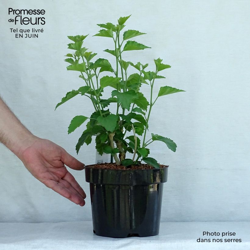 Exemplaar van Hibiscus Rose Moon - Tuinhibiscus Pot van 3 l/4 l zoals geleverd in de zomer