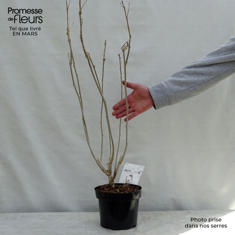 Exemplaar van Hibiscus Rose Moon - Tuinhibiscus Pot van 3 l/4 l zoals geleverd in de lente