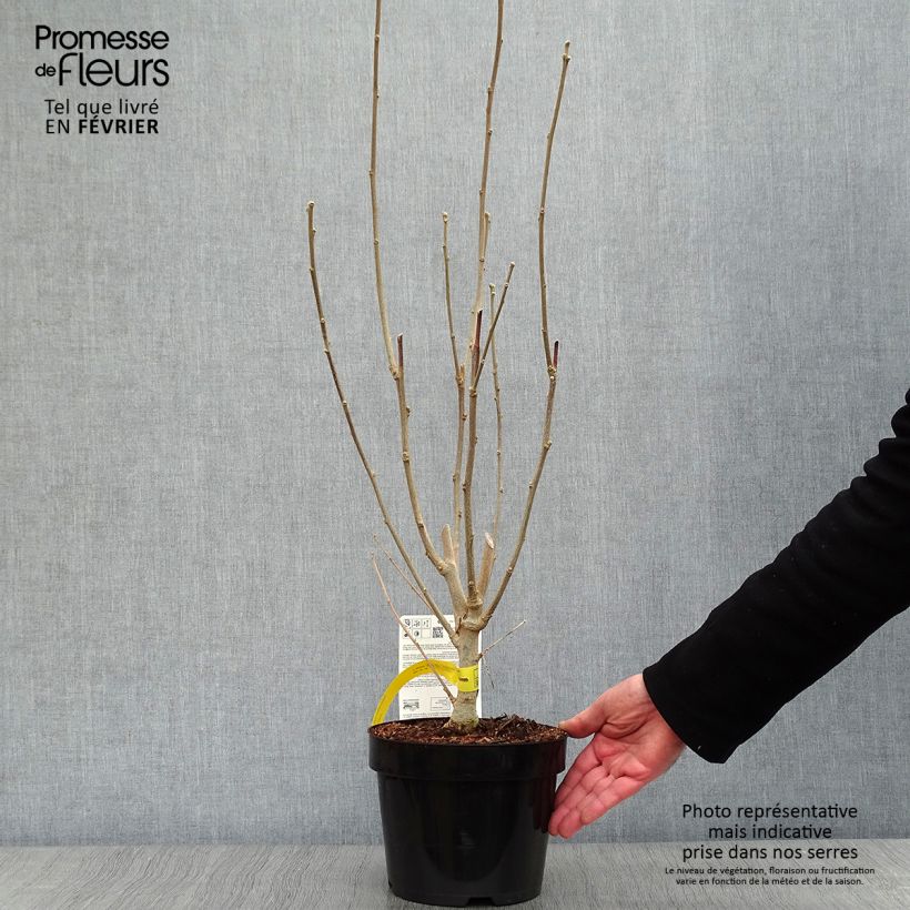 Example of Hibiscus Rose Moon - Althéa rose à coeur rouge Pot van 3 l/4 l as you get in hiver