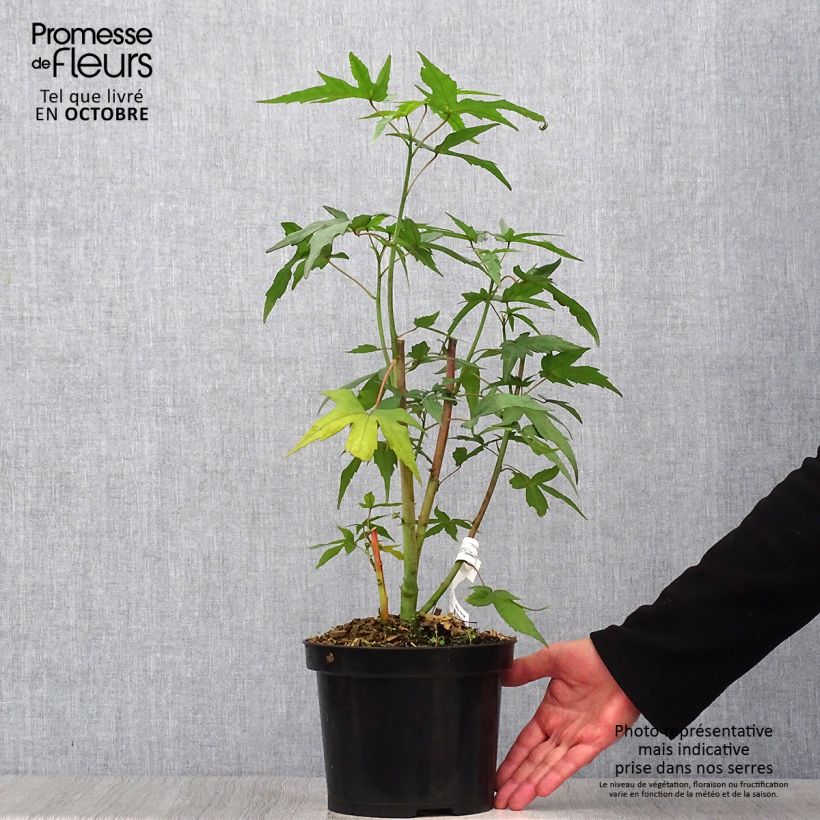 Exemplaar van Hibiscus coccineus - Moerashibiscus Pot van 2 l/3 l zoals geleverd in de herfst