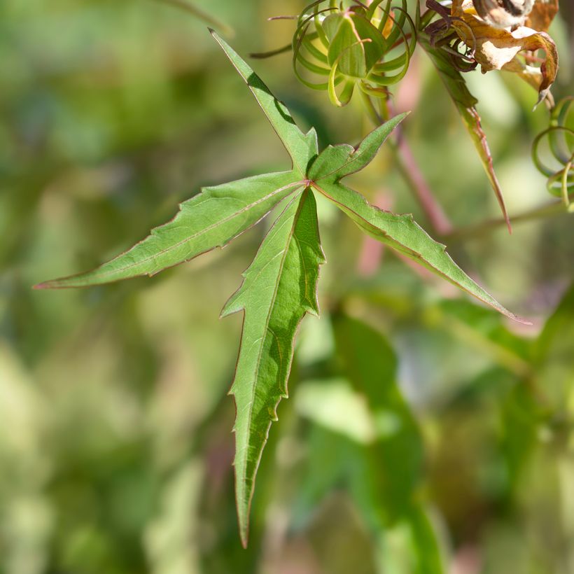 Hibiscus coccineus - Moerashibiscus (Foliage)