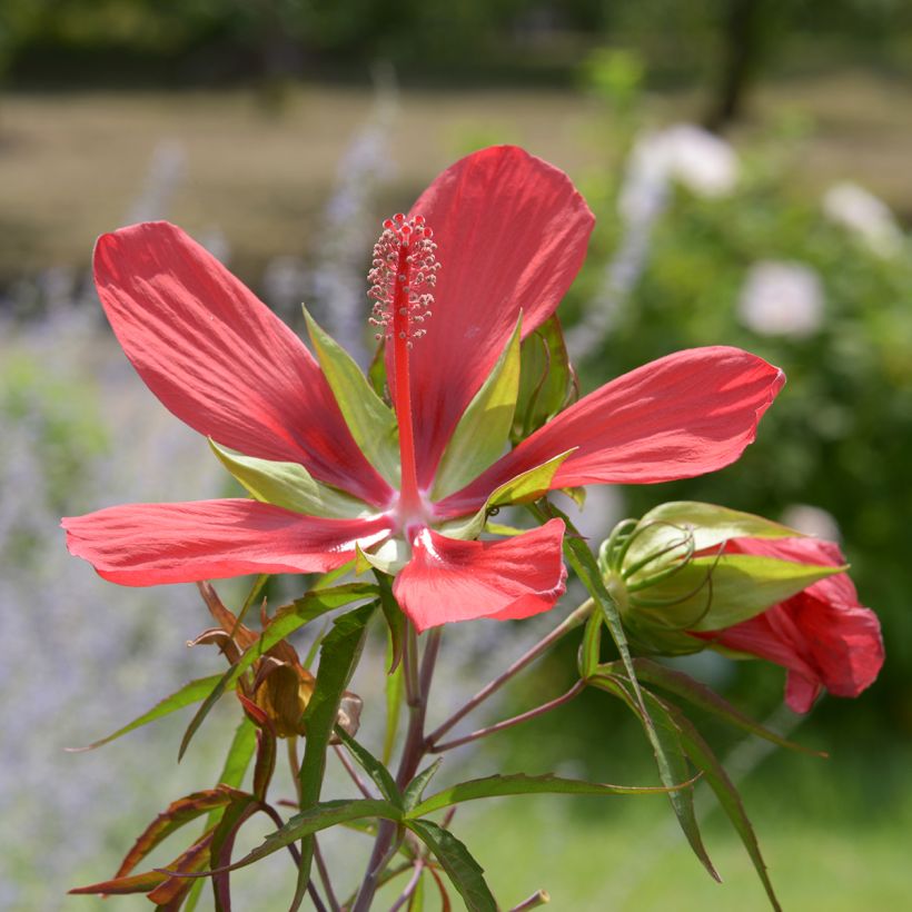 Hibiscus coccineus - Moerashibiscus (Flowering)