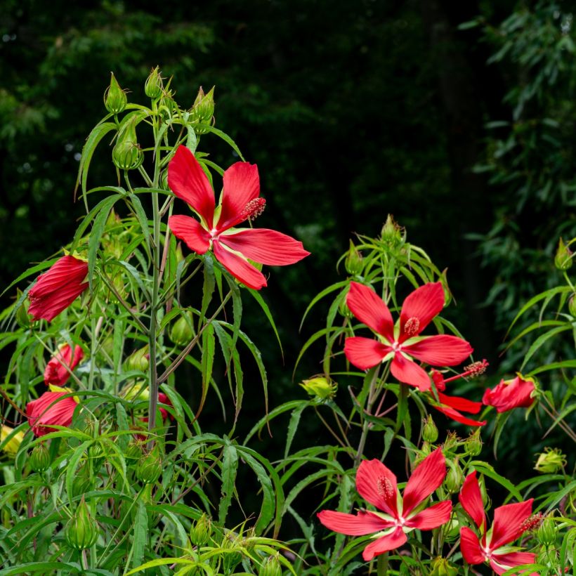 Hibiscus coccineus - Moerashibiscus (Plant habit)