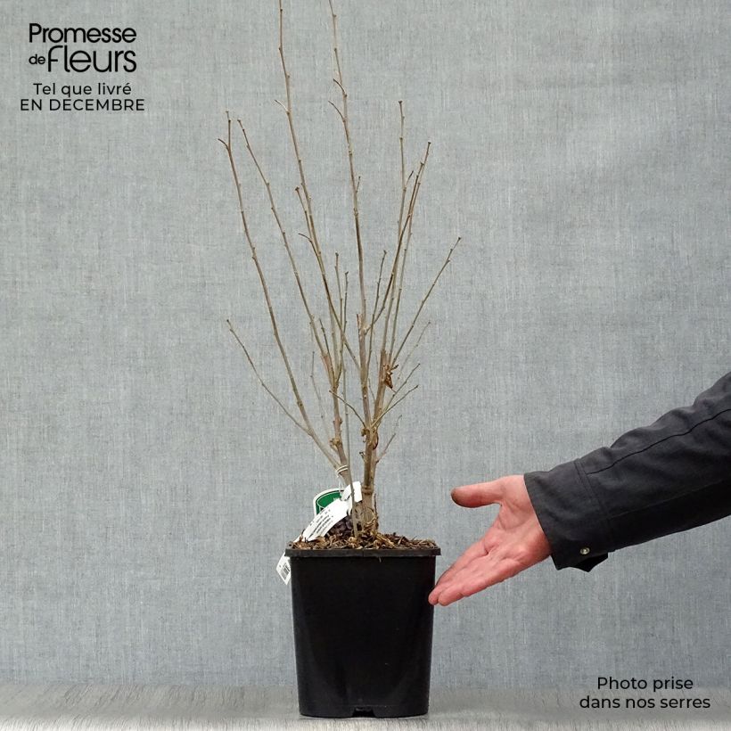 Example of Hibiscus syriacus French Cabaret Pastel - Althéa blanc rose double Pot van 3 l/4 l as you get in hiver