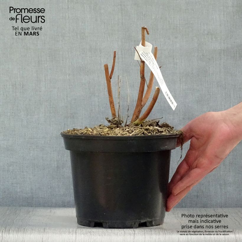 Exemplaar van Hibiscus moscheutos Cherry Cheesecake - Moerashibiscus Pot van 3 l/4 l zoals geleverd in de lente