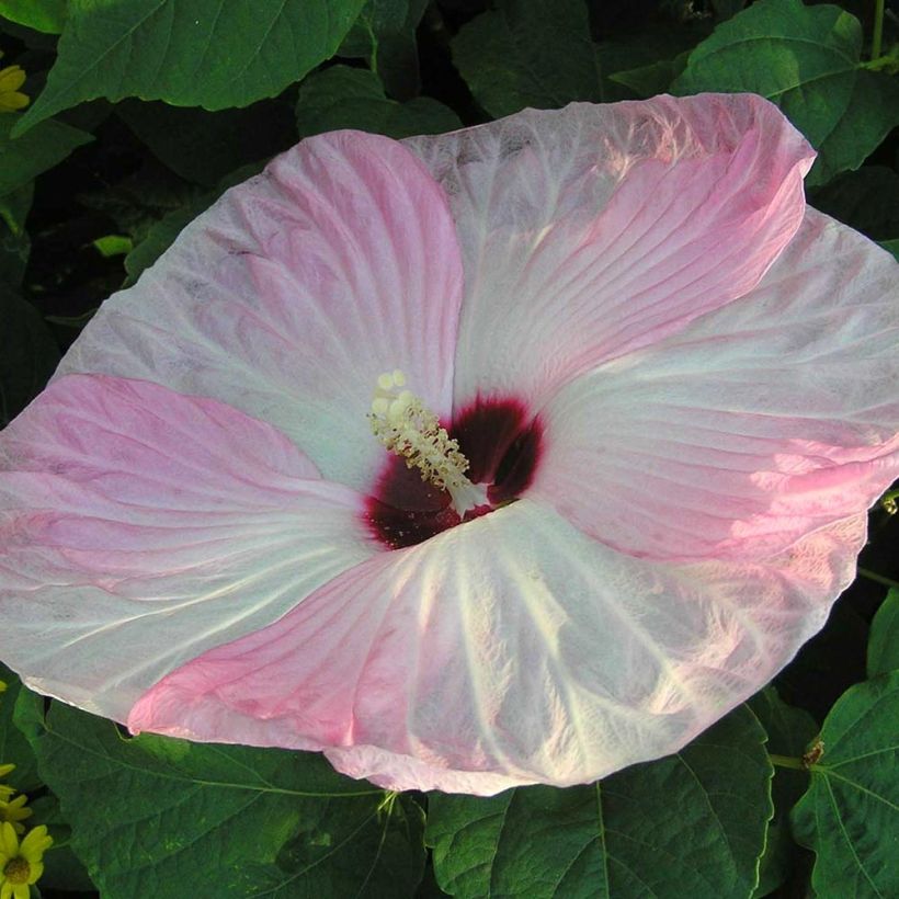 Hibiscus moscheutos Fujin - Moerashibiscus (Flowering)