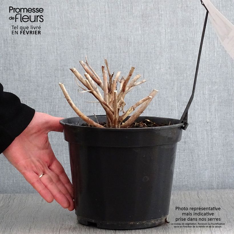 Example of Hibiscus moscheutos Fujin - Hibiscus des marais nain Pot van 4 l/5 l as you get in hiver