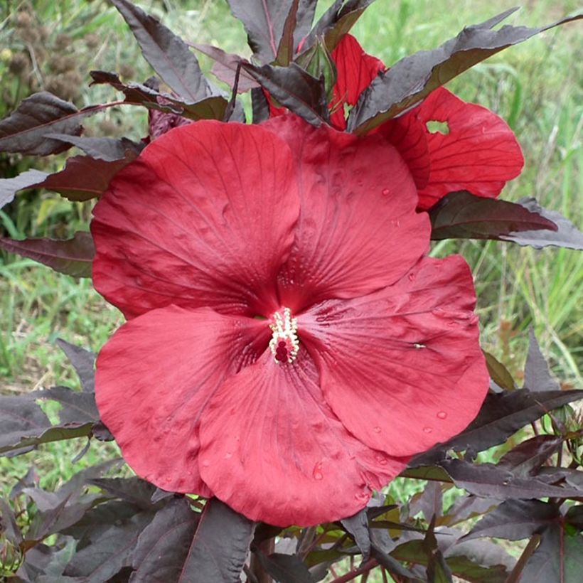 Hibiscus moscheutos Geant Rood - Moerashibiscus (Flowering)