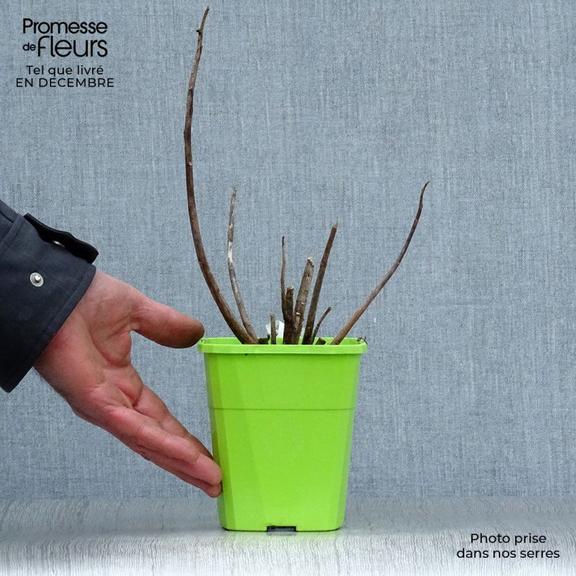 Example of Hibiscus moscheutos Joli Coeur - Hibiscus des marais Pot van 1 l/1,5 l as you get in hiver