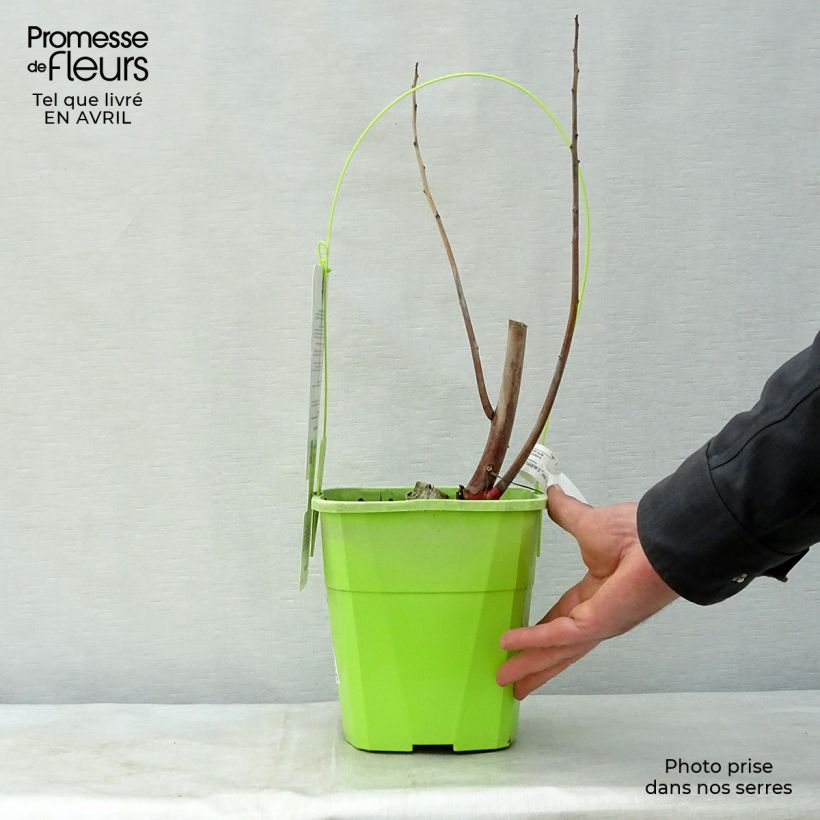 Exemplaar van Hibiscus moscheutos Joli Coeur - Moerashibiscus Pot van 3 l/4 l zoals geleverd in de lente