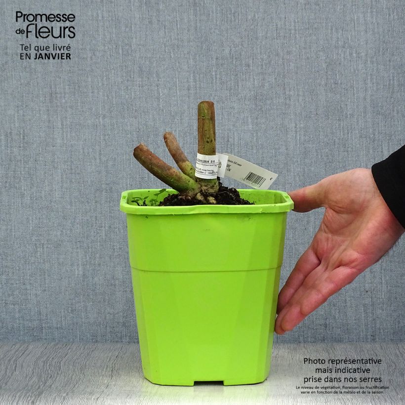 Example of Hibiscus moscheutos Joli Coeur - Hibiscus des marais Pot van 3 l/4 l as you get in hiver