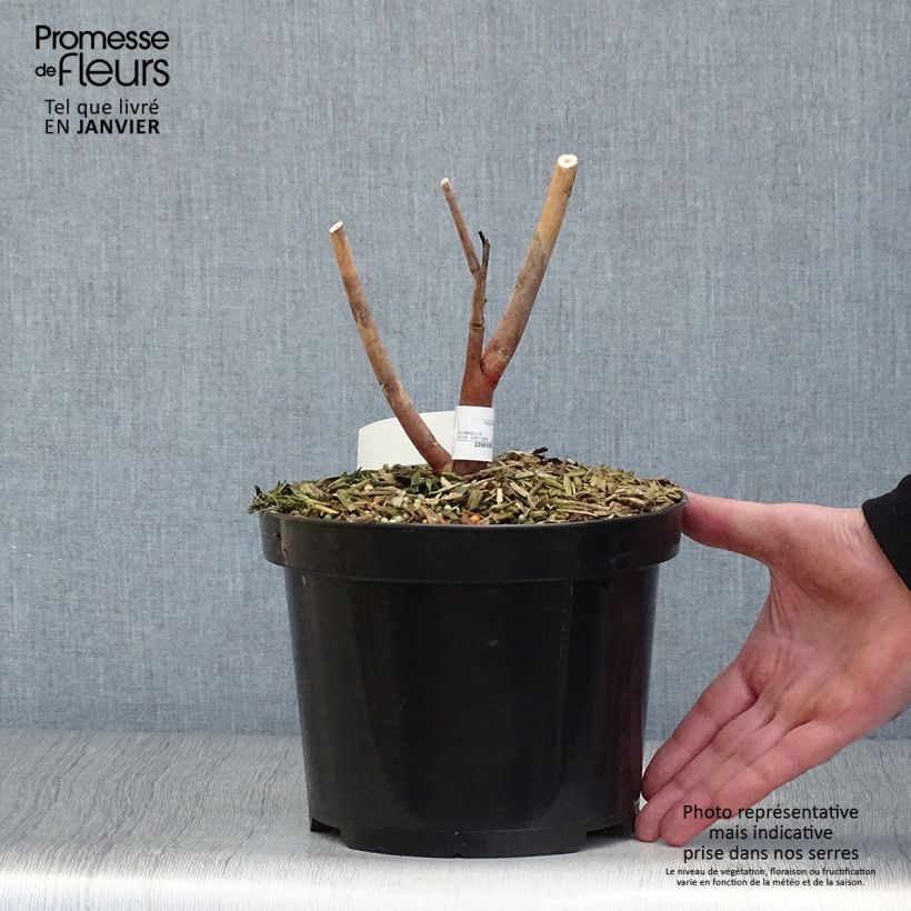 Example of Hibiscus moscheutos Midnight Marvel - Hibiscus des marais Pot van 3 l/4 l as you get in hiver