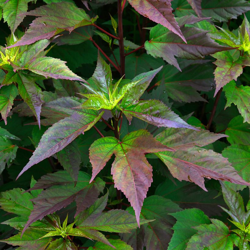 Hibiscus moscheutos Planet Griotte - Moerashibiscus (Foliage)