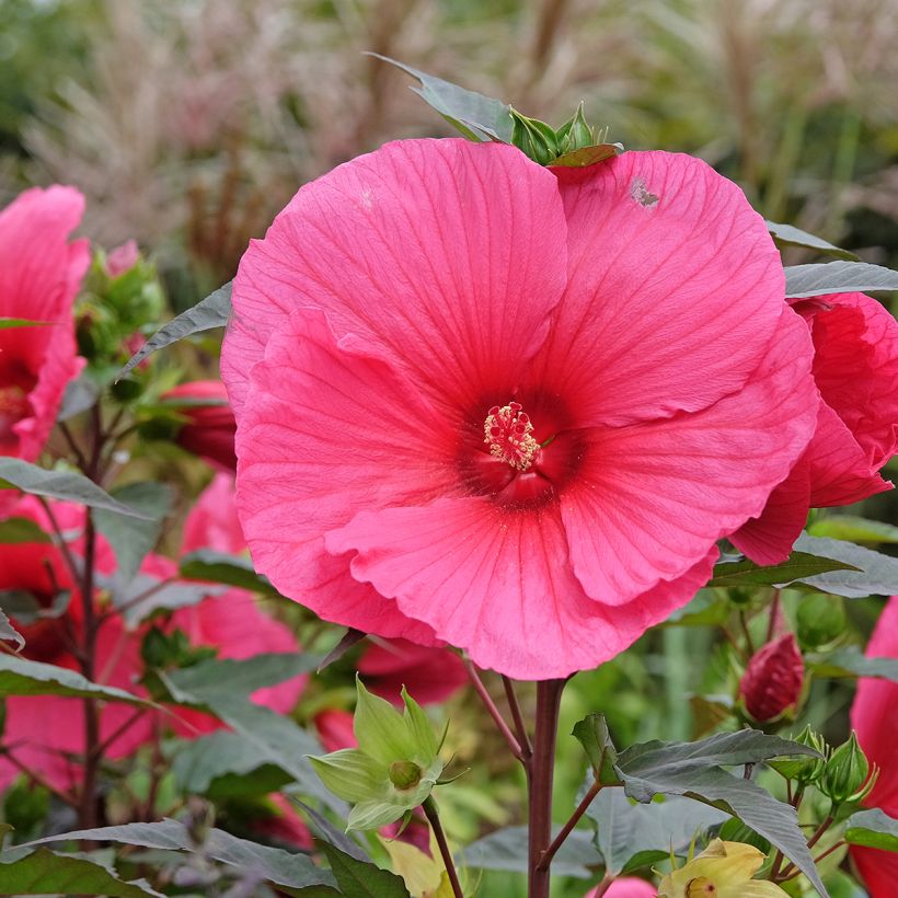 Hibiscus moscheutos Planet Griotte - Moerashibiscus (Flowering)