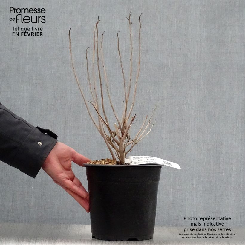 Example of Hibiscus moscheutos PLANET Solène - Hibiscus des marais Pot van 3 l/4 l as you get in hiver