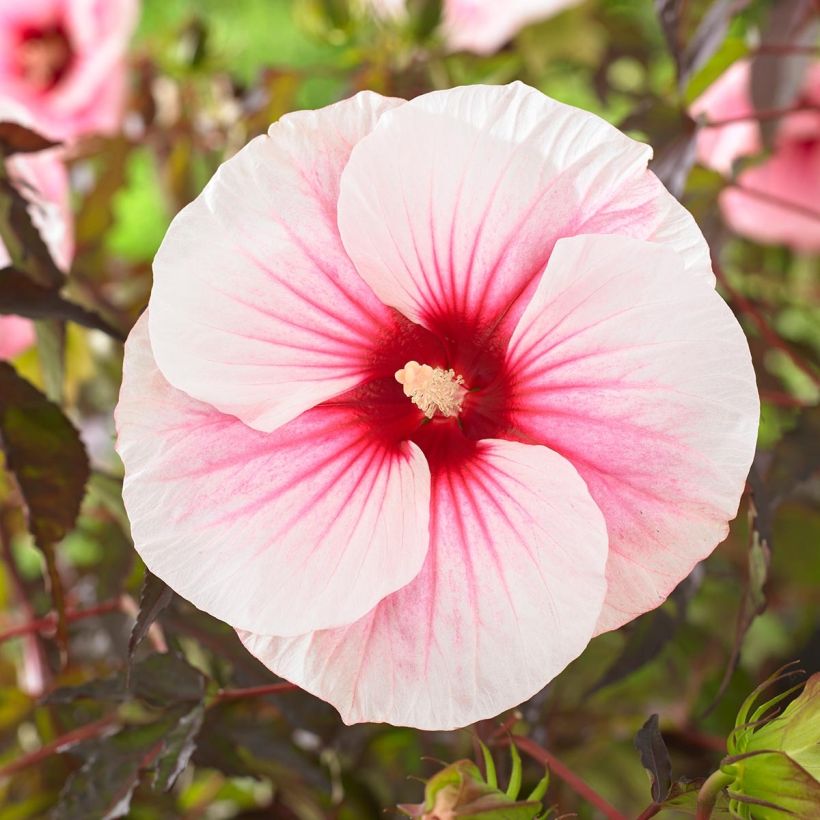 Hibiscus moscheutos Pink Candy - Moerashibiscus (Bloei)
