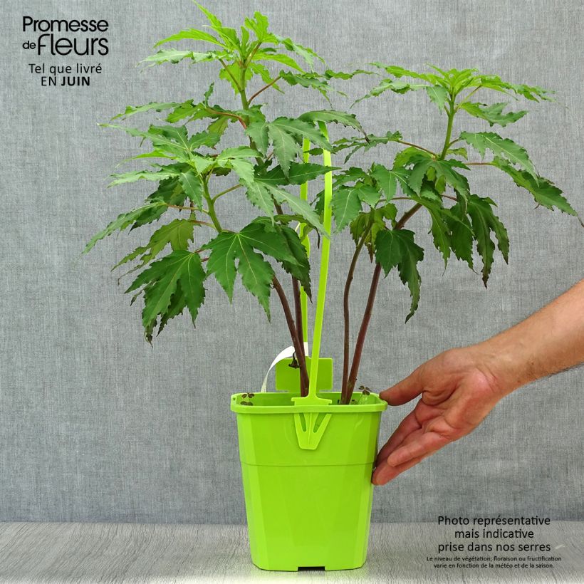 Exemplaar van Hibiscus moscheutos Pink Candy - Moerashibiscus Pot van 3 l/4 l zoals geleverd in de zomer