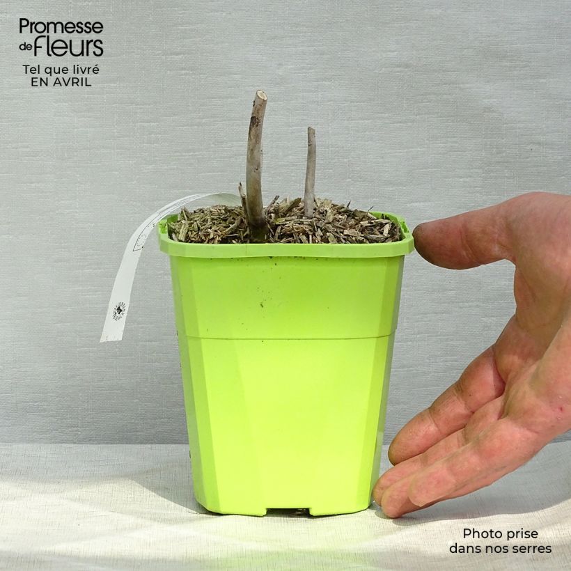 Exemplaar van Hibiscus moscheutos Pink Candy - Moerashibiscus Pot van 1 l/1,5 l zoals geleverd in de lente