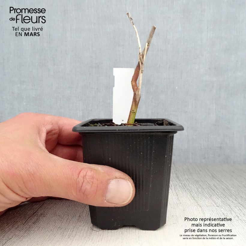 Exemplaar van Hibiscus moscheutos Pink Passion - Moerashibiscus Kweekpotje van 8/9 cm zoals geleverd in de lente