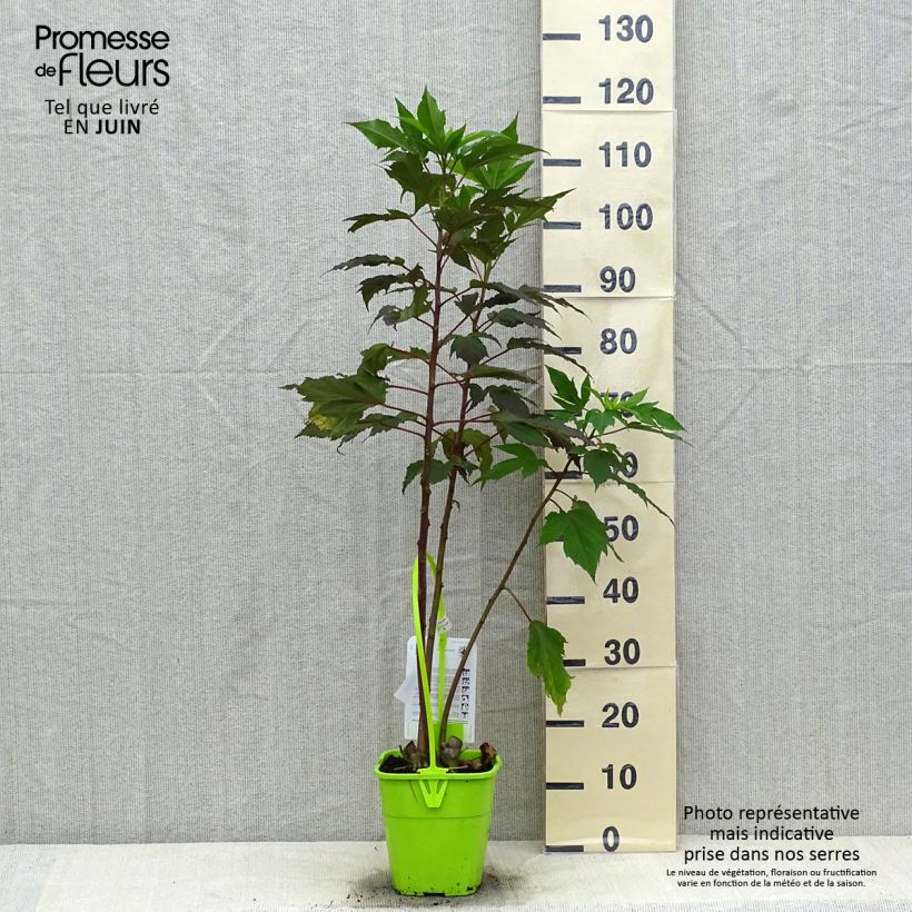 Exemplaar van Hibiscus moscheutos Pink Passion - Moerashibiscus Pot van 3 l/4 l zoals geleverd in de zomer