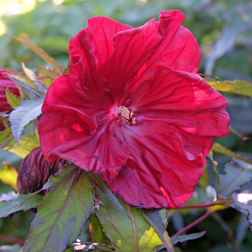 Hibiscus moscheutos Red Wine - Moerashibiscus (Flowering)