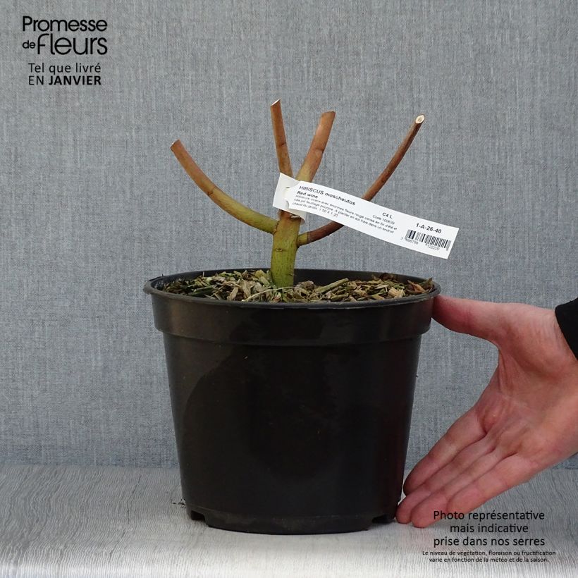 Example of Hibiscus moscheutos Red Wine - Hibiscus des marais Pot van 4 l/5 l as you get in hiver