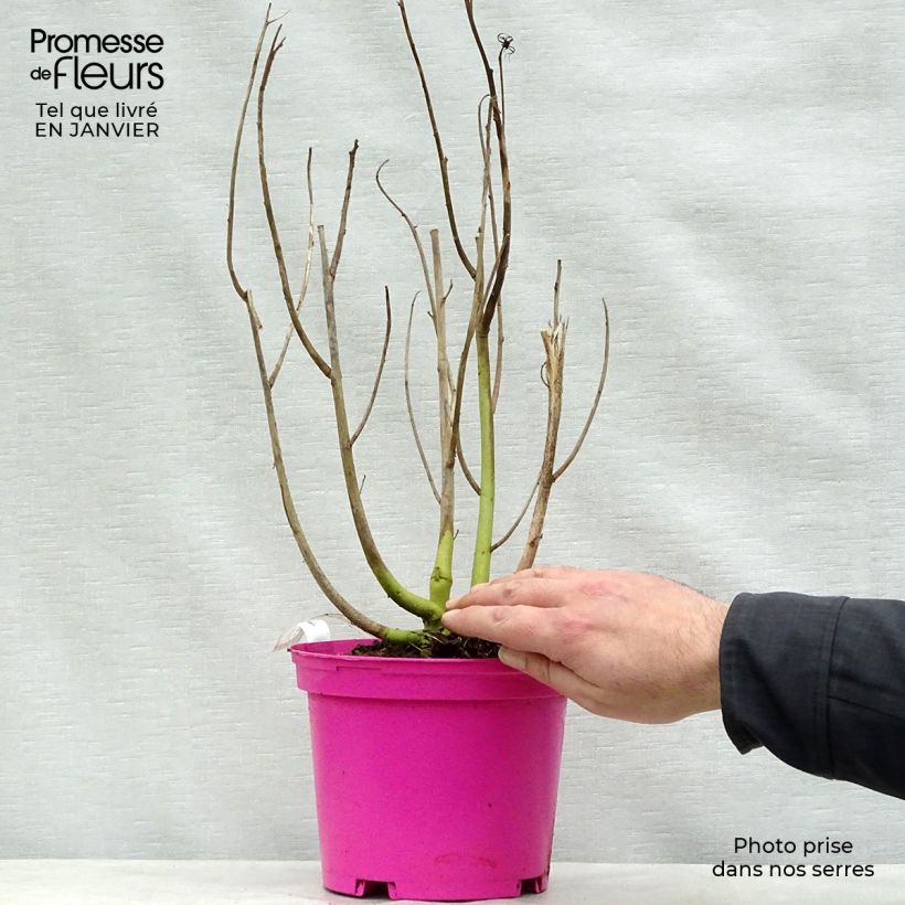 Example of Hibiscus moscheutos Rose - Hibiscus des marais Pot van 2 l/3 l as you get in hiver