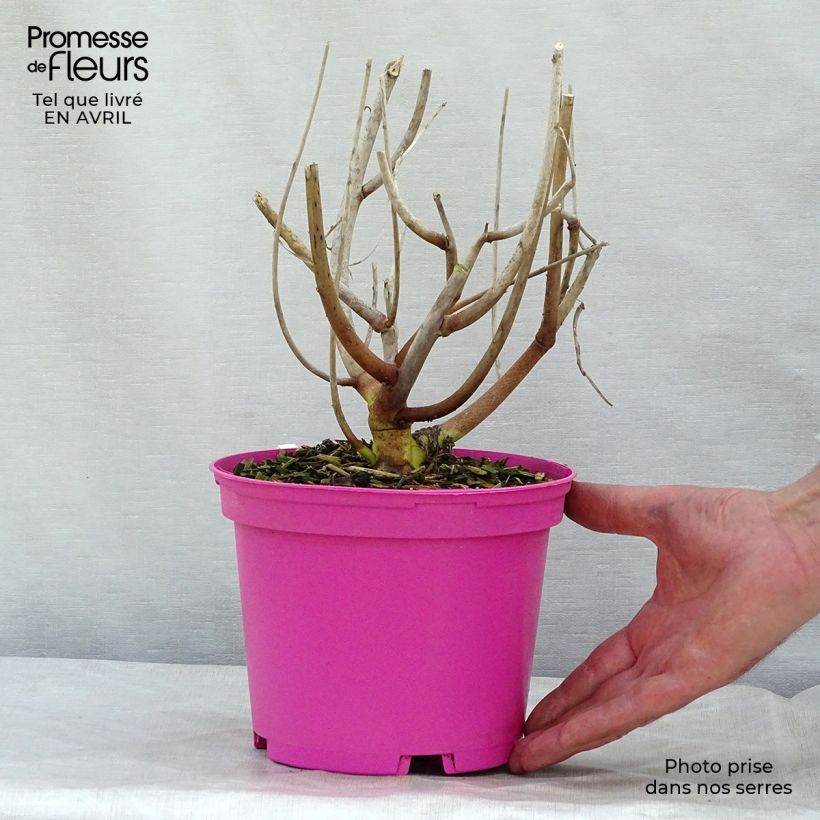 Exemplaar van Hibiscus moscheutos Roze - Moerashibiscus Pot van 2 l/3 l zoals geleverd in de lente