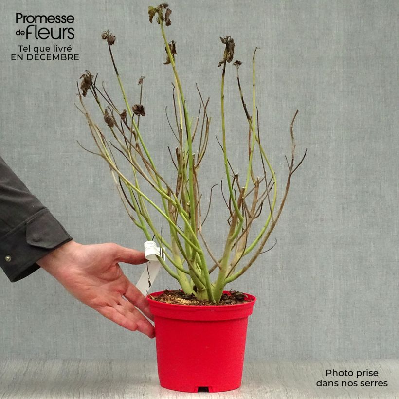 Example of Hibiscus moscheutos Rood - Moerashibiscus Pot van 2 l/3 l as you get in hiver