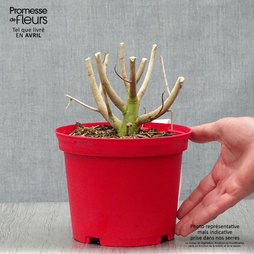 Exemplaar van Hibiscus moscheutos Rood - Moerashibiscus Pot van 2 l/3 l zoals geleverd in de lente