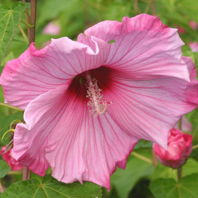 Hibiscus moscheutos Sweet Caroline - Moerashibiscus (Flowering)