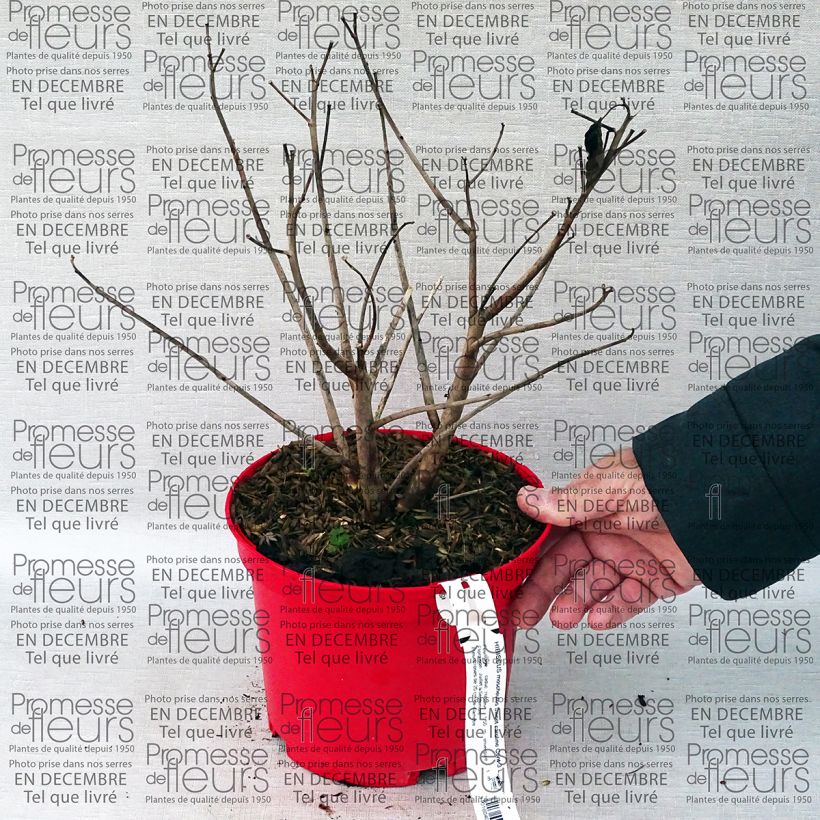 Example of Hibiscus moscheutos Sweet Caroline - Hibiscus des marais Pot van 2 l/3 l as you get