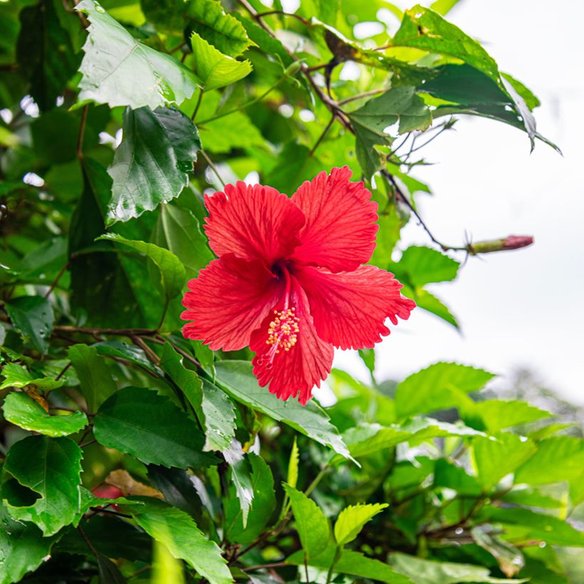 Hibiscus rosa-sinensis - Chinese roos (Bloei)