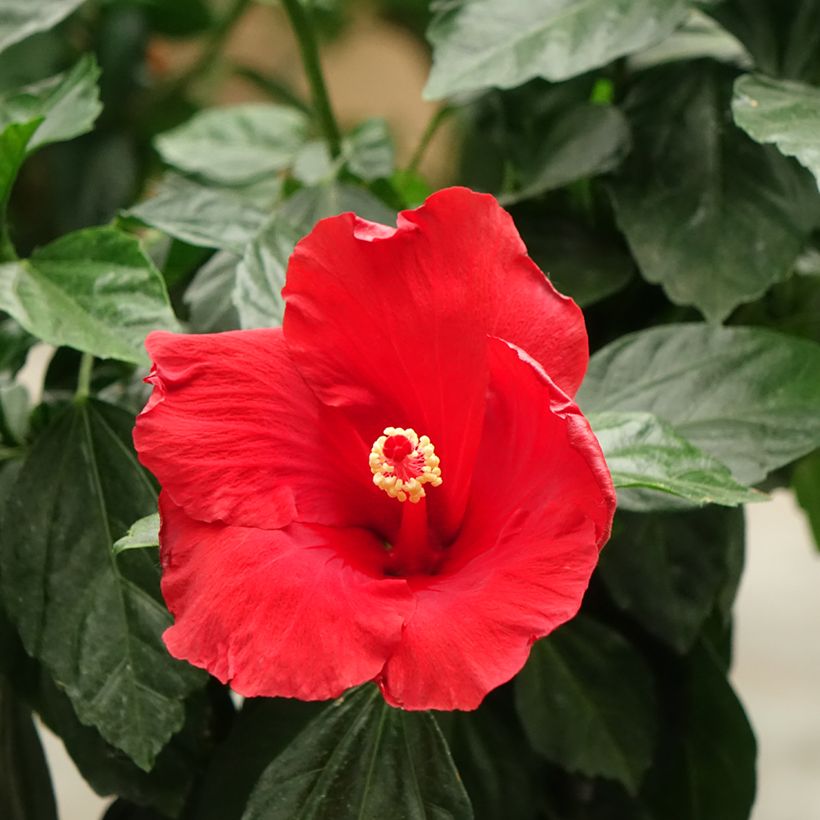 Hibiscus Sunny Cities Premiere Rood - Chinese roos (Bloei)