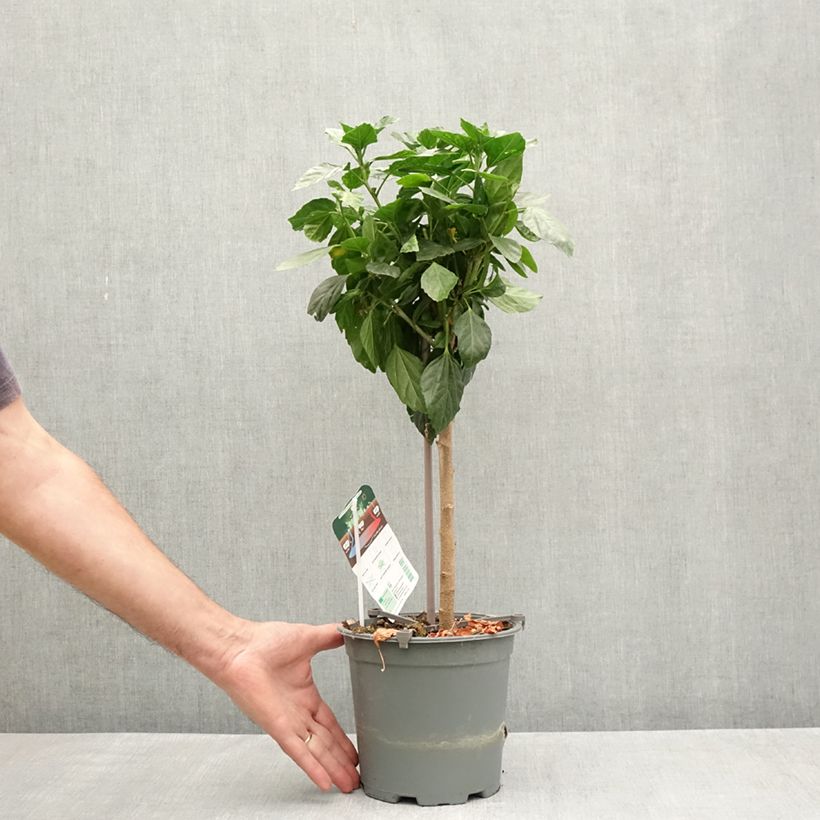 Example of Hibiscus Sunny Cities Premiere Red Pot van 2 l/3 l as you get in printemps