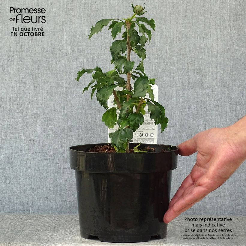 Example of Hibiscus syriacus Azurii - Althéa Pot van 2 l/3 l as you get in automne