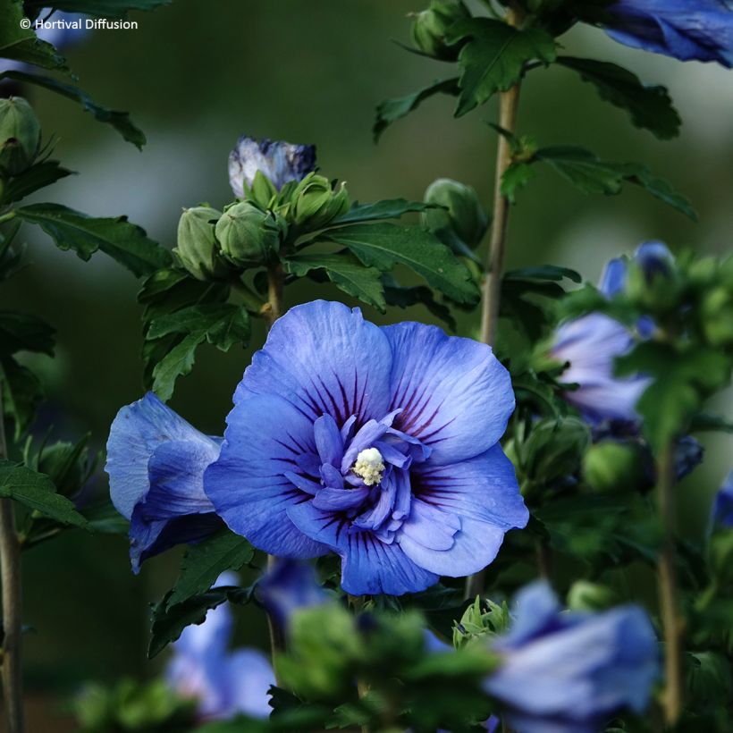 Hibiscus syriacus Beautifull Cobalt - Tuinhibiscus (Bloei)