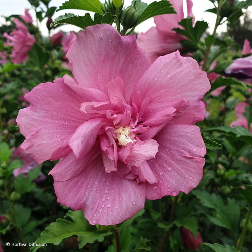 Hibiscus syriacus Beautifull Magenta - Tuinhibiscus (Bloei)