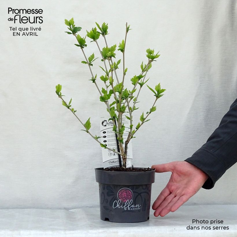 Exemplaar van Hibiscus syriacus Blue Chiffon - Tuinhibiscus Pot van 2 l/3 l zoals geleverd in de lente