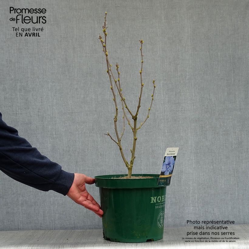 Exemplaar van Hibiscus syriacus Blue Chiffon - Tuinhibiscus Pot van 6 l/7 l zoals geleverd in de lente