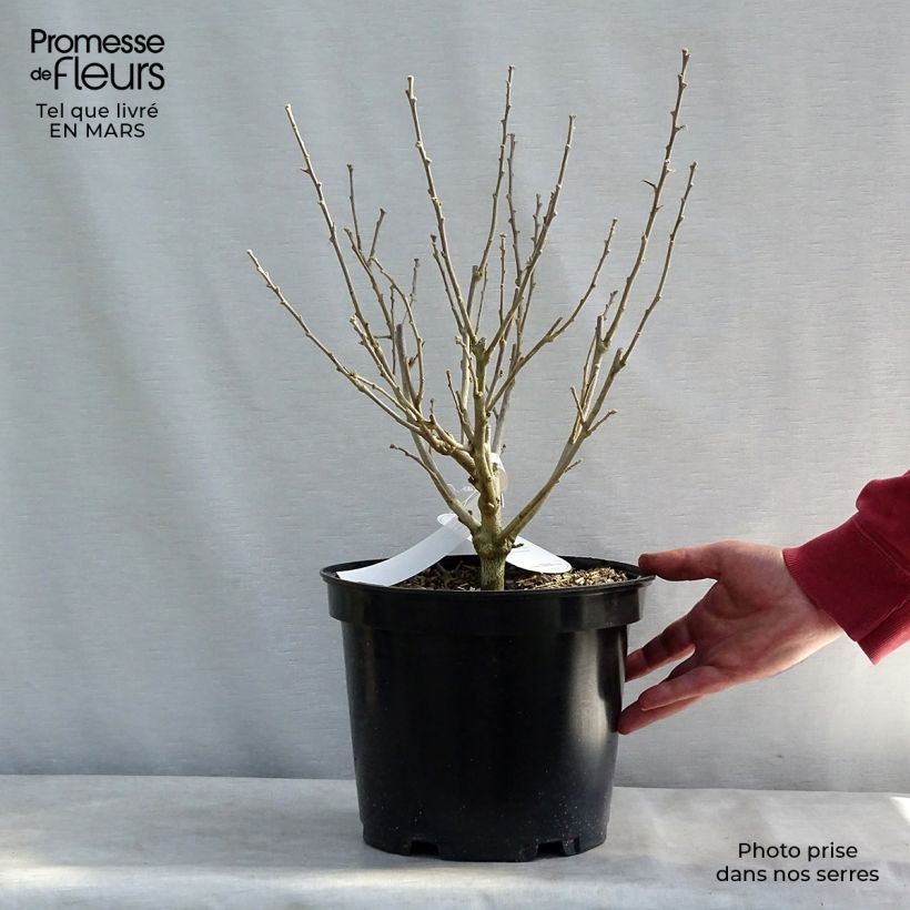 Example of Hibiscus syriacus Blue Chiffon - Althea bleu double Pot van 6 l/7 l as you get in hiver